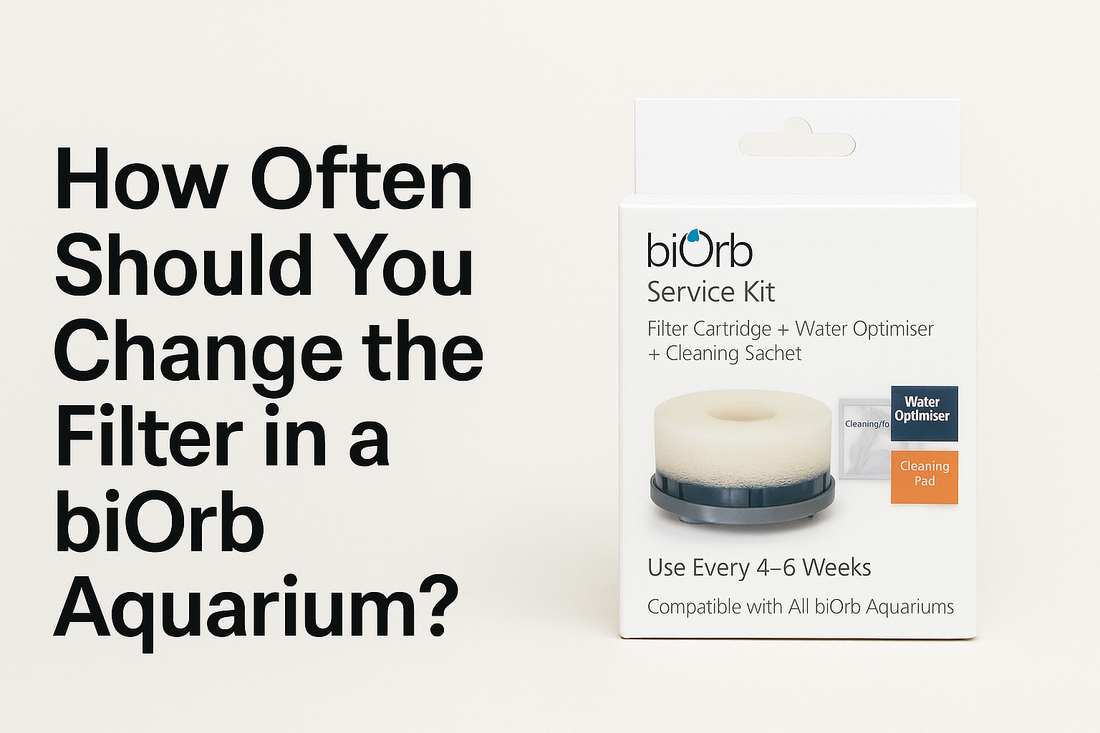 How Often Should You Change the Filter in a biOrb Aquarium?