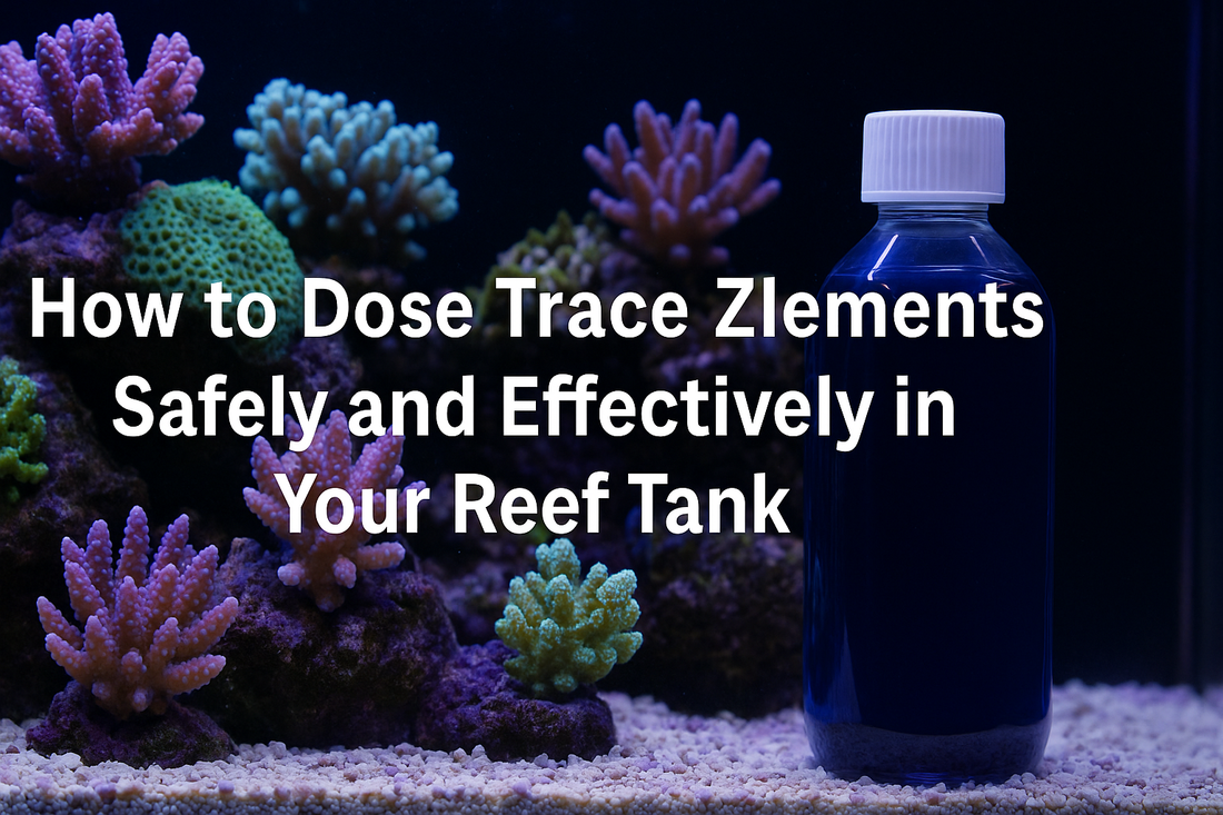 How to Dose Trace Zlements Safely and Effectively in Your Reef Tank