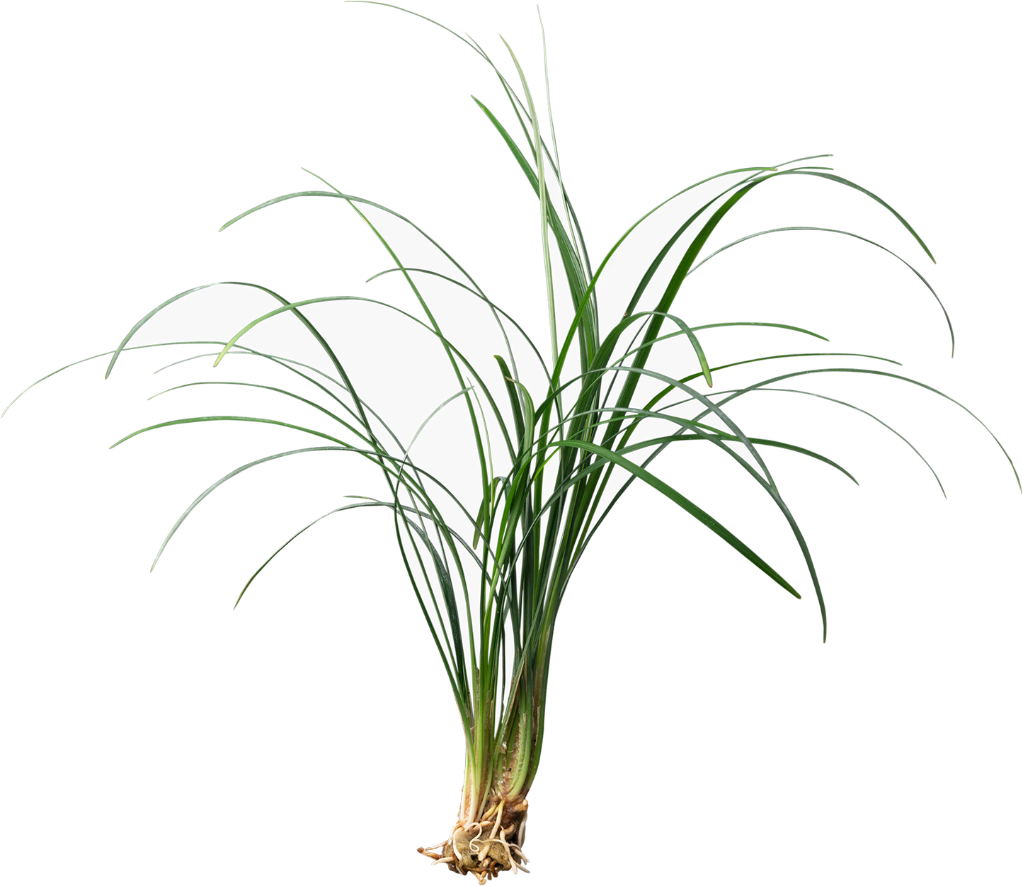 Ophiopogon japonica