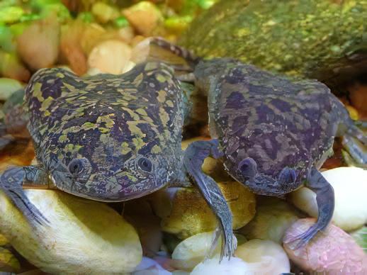 African Dwarf Clawed Frog Xenopus Laevis 3cm.