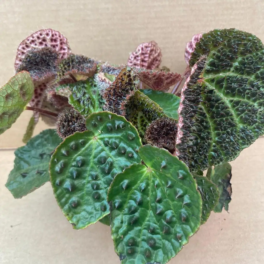 Begonia ferox