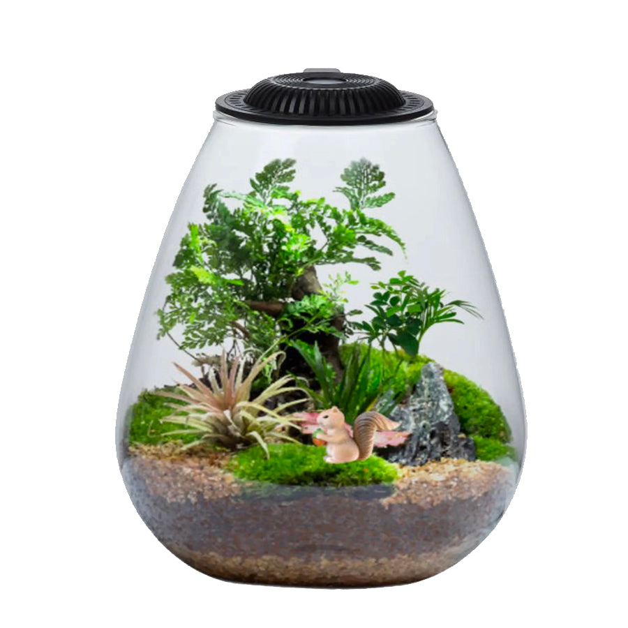 Bio Bowl and Light 175 Terrarium - Black
