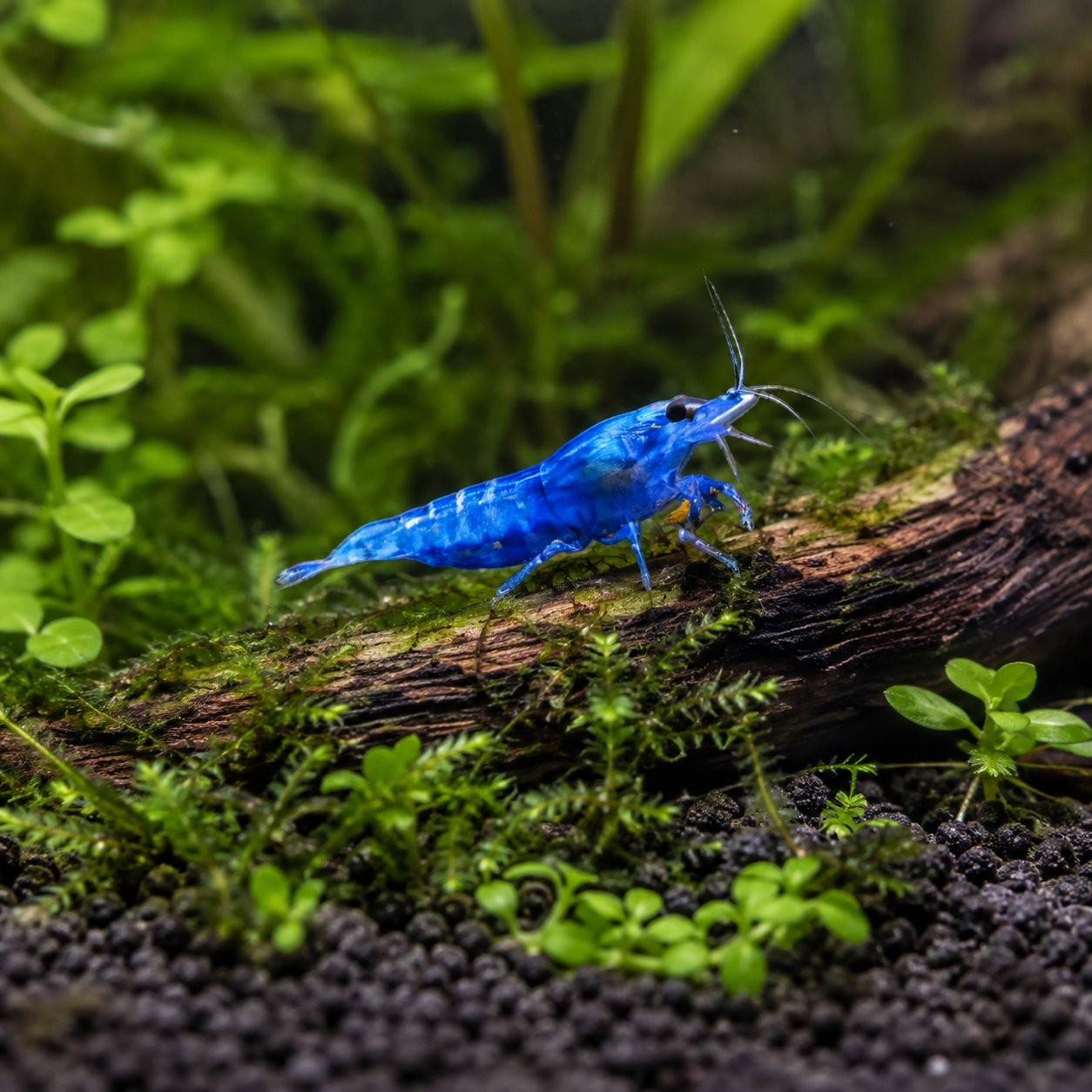 Blue Diamond Shrimp in Planted Nano Tank
