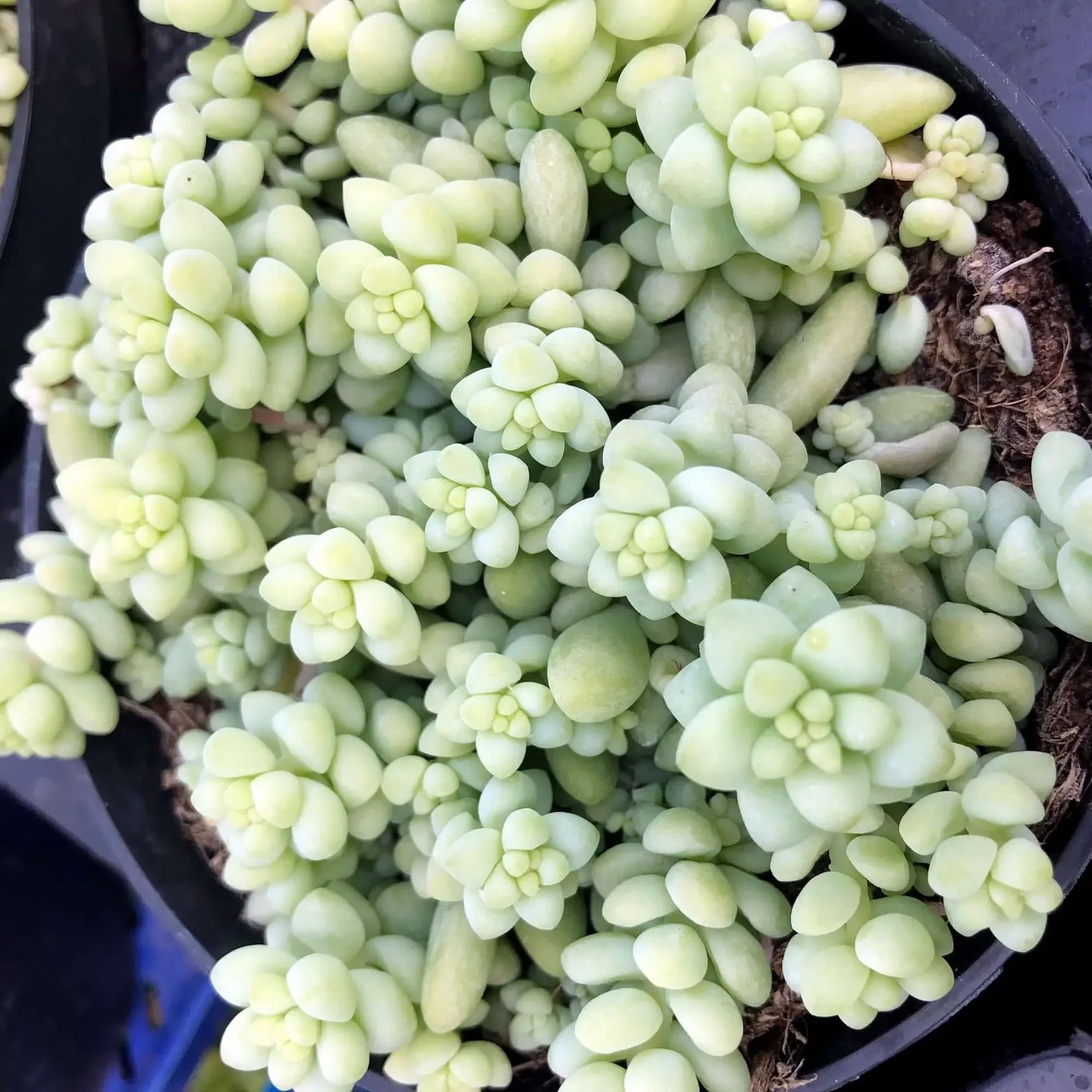 Burro's Tail Cactus (Sedum morganianum 'Burrito') – Charterhouse Aquatics