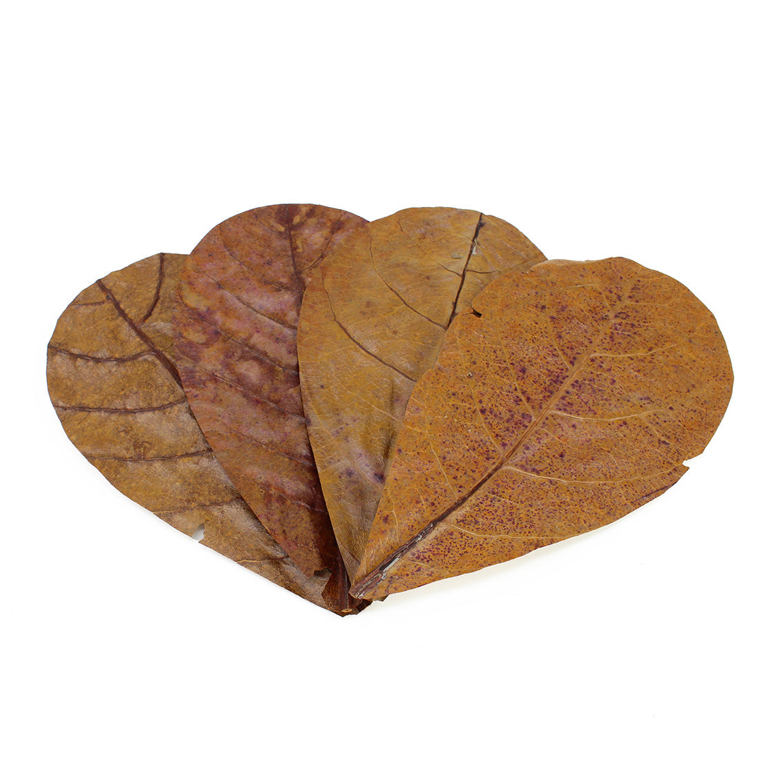 Seachem Catappa Leaves Medium 11g