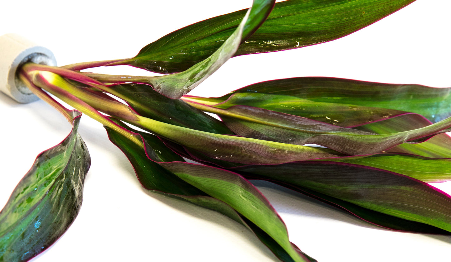 Cordyline ‘Red edge’