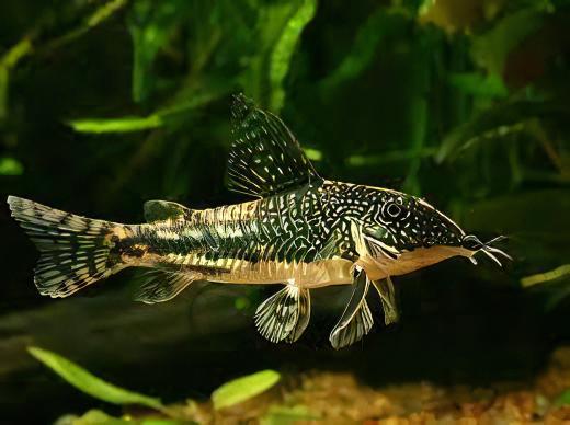 Bearded Banded Corydoras Barbatus 4cm Catfish.