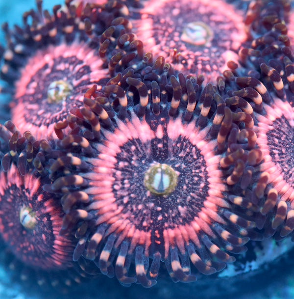 Pink Zipper Zoa 2 Polyps