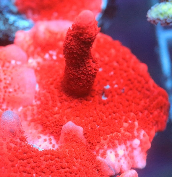 Red Montipora digitata