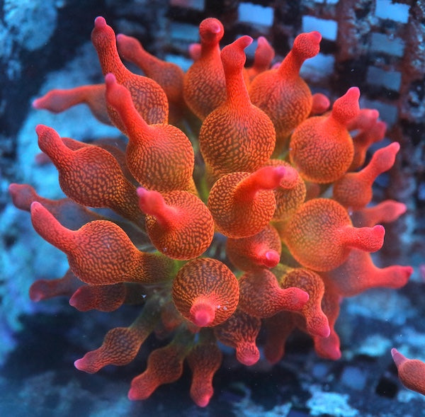 Rose Bubble Tip Anemone SM