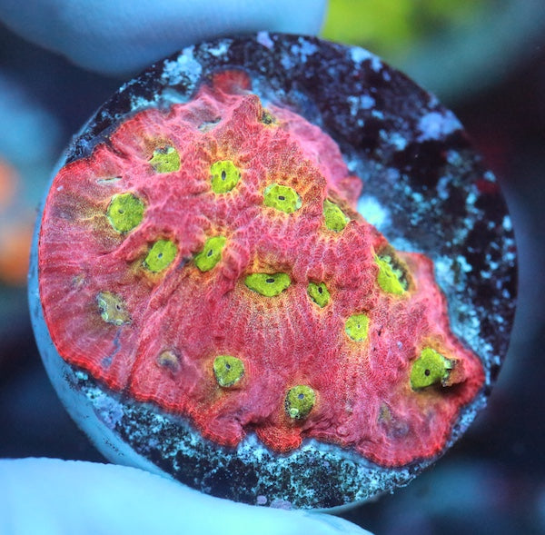 Dayglo Favites