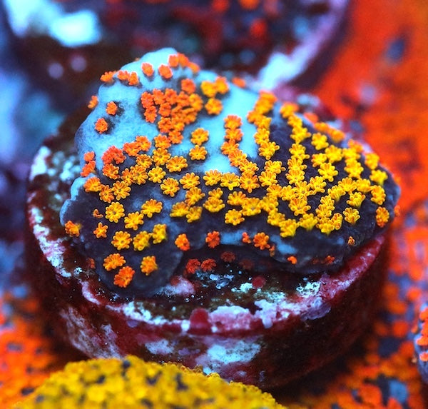 Rainbow Montipora SM