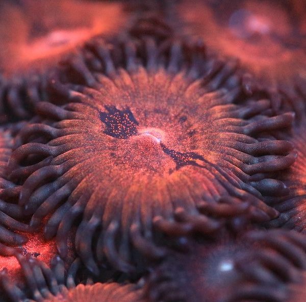 Reverse Space Monster 2 Polyp Zoa Frag