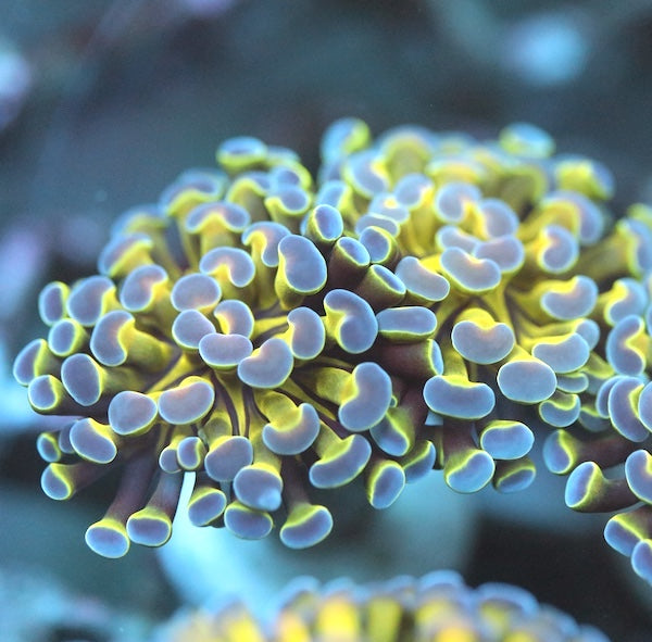 WYSIWYG 50 Hologram Branching Hammer 2 Polyps