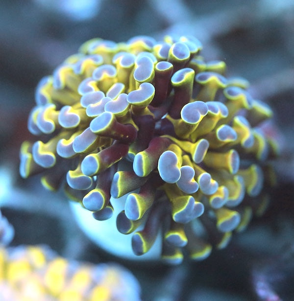 WYSIWYG 52 Hologram Branching Hammer 2 Polyps