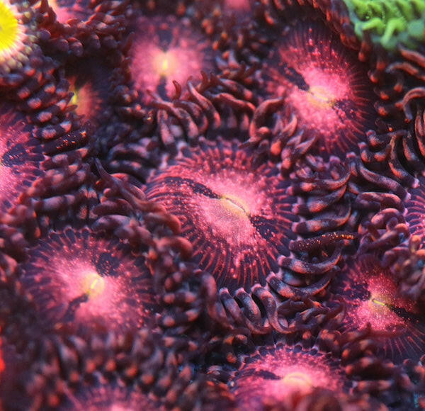 Purple Bee Zoa Frag 6+ Polyps.