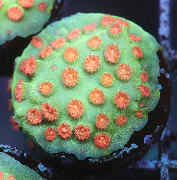 Meteor Shower Cyphastrea Frag
