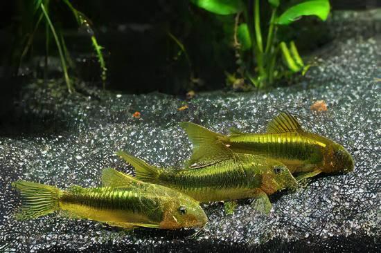 Green Laser Corydoras SP CW009 3cm Catfish.