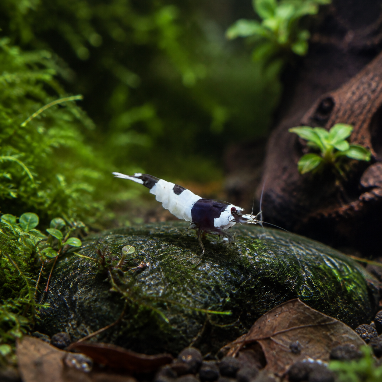 Hinomaru Crystal Black Shrimp Caridina 2cm