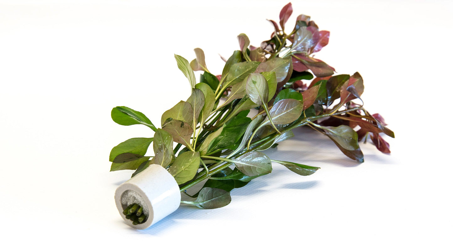 Ludwigia repens