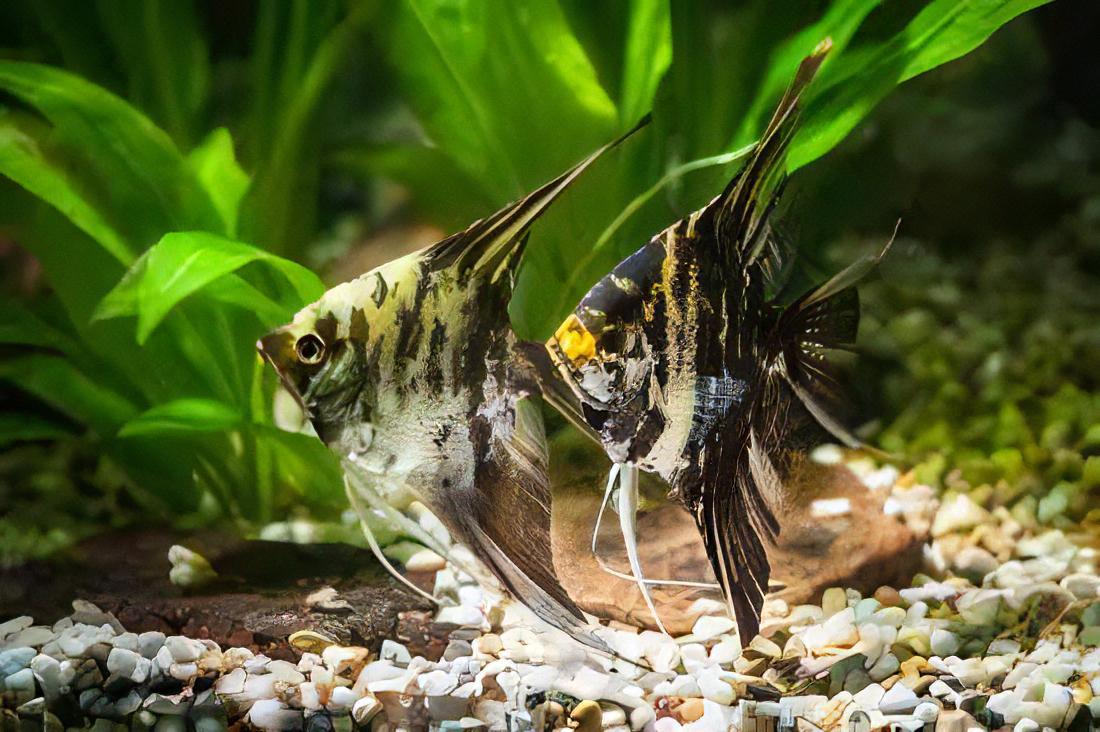 Marbled Golden Angelfish Pterophyllum Scalare.