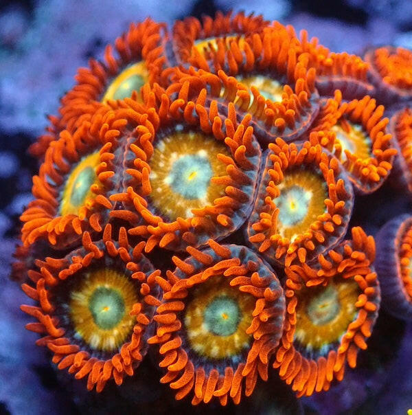 Shatterfield Zoa 2 Polyps.