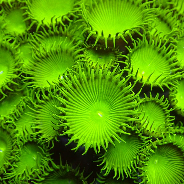 Green Implosion Palythoa 3 polyps