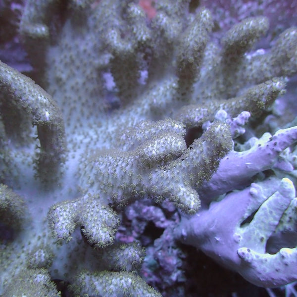 Devils Finger Leather Coral Frag
