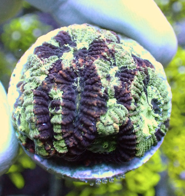 Green Marble Favia