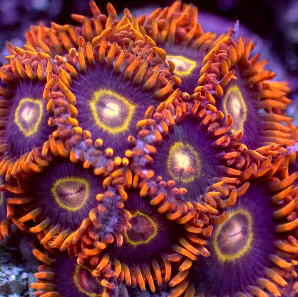 Rainbow Hornet Zoa 4 Polyps