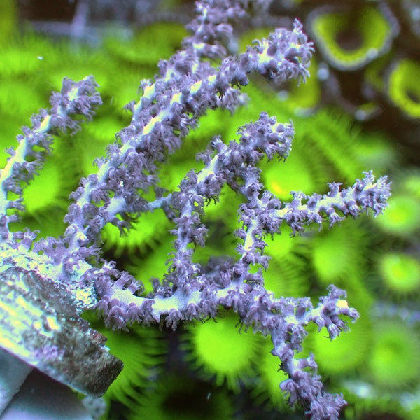 Spiny Seafan
