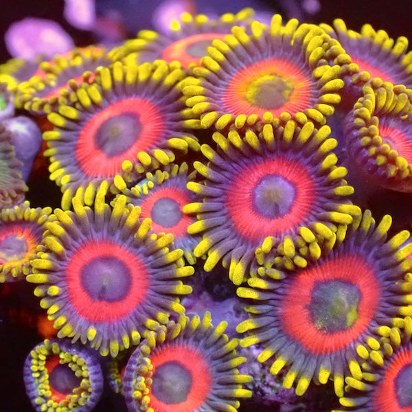 Eagle Eye Zoa 4-6 Polyps.