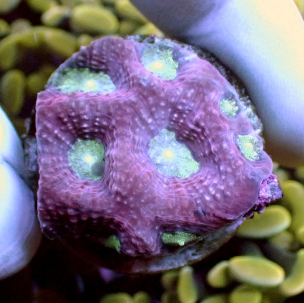 Pink Prism Favites