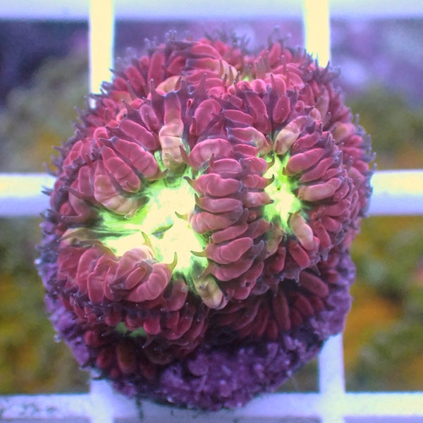 Pink Blastomussa merletti Frag