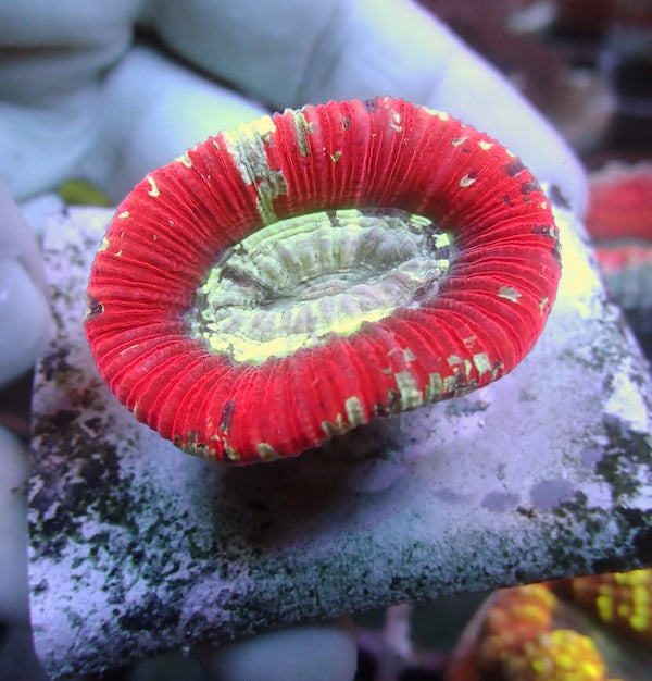 WYSIWYG 53 Red Rim Trachyphyllia