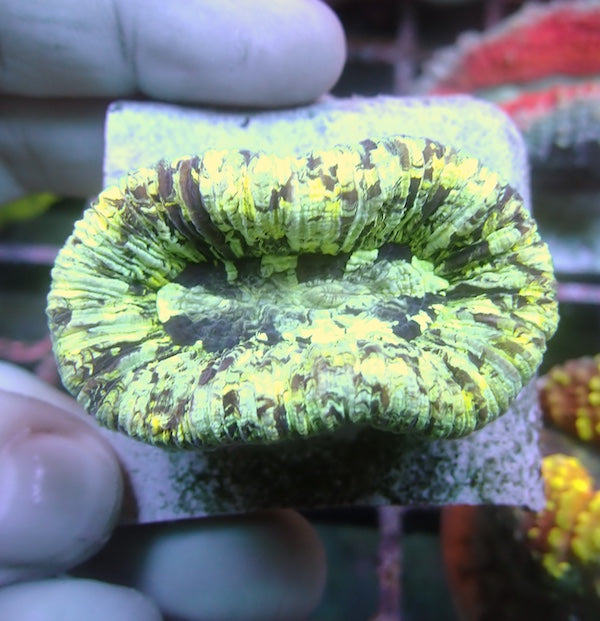 WYSIWYG 54 Green Flecked Trachyphyllia