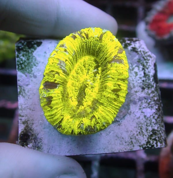 WYSIWYG 55 Fluoro Green Trachyphyllia