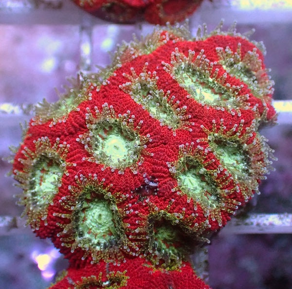 WYSIWYG 237 Aqua Mouth Micromussa