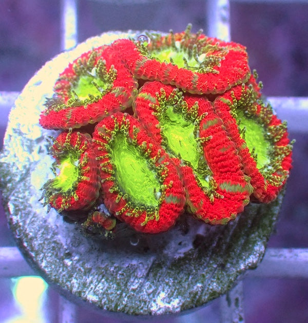 WYSIWYG 285 Cherry Red/Green Micromussa