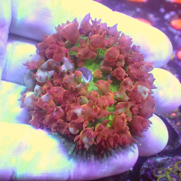 WYSIWYG 69 Red St Thomas Mushroom