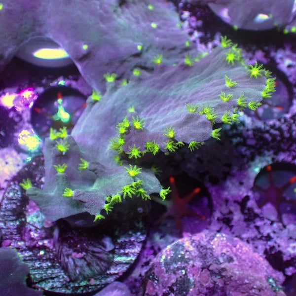 WYSIWYG 21 RARE Flying Saucer Cabbage Coral