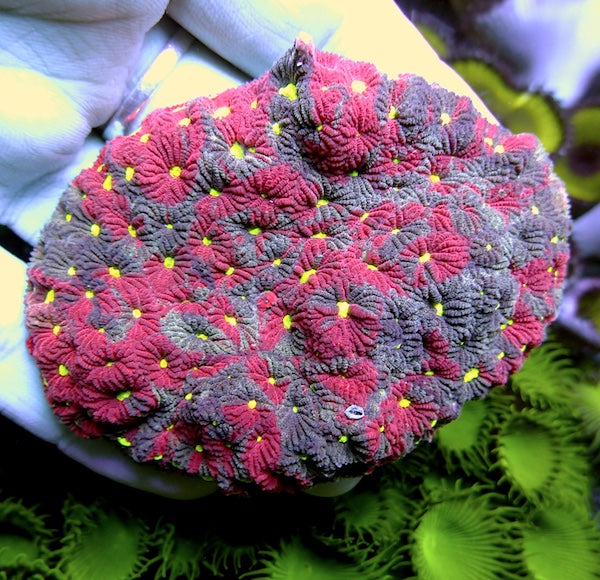 WYSIWYG 50 Blue/Red War Coral Colony