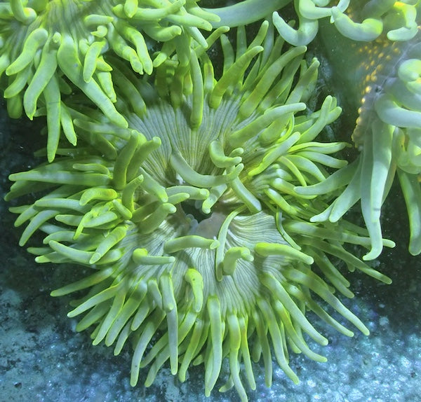 Long Tentacle Anemone WYSIWYG 6