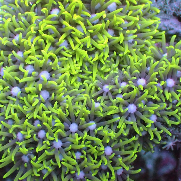 White Centre Star Polyp