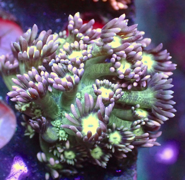 Lilac Lovely Goniopora