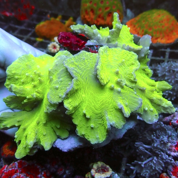 Neon Green Cabbage Coral – Charterhouse Aquatics