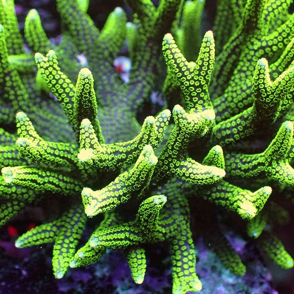Green Tip Birdsnest Seriatopora Hysterix Frag