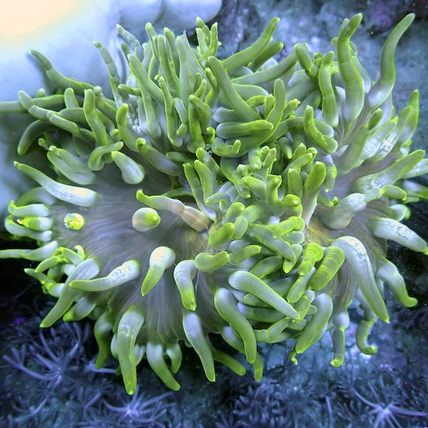 Long Tentacle Anemone WYSIWYG 6