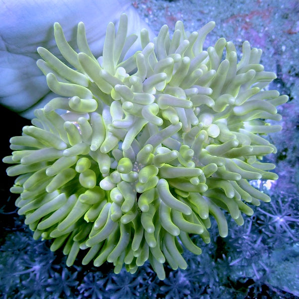 Long Tentacle Anemone WYSIWYG 9