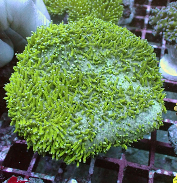 WYSIWYG 12 Green Tentacle Long Polyp Toadstool